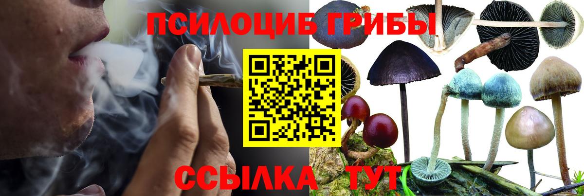 где купить   Маркс  Галлюциногенные грибы Psilocybe  Псилоцибиновые грибы Magic Shrooms 